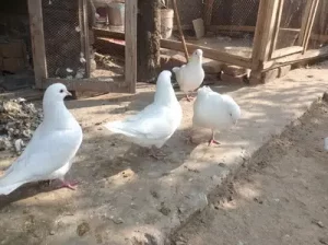 king pigeons for sale in Sialkot