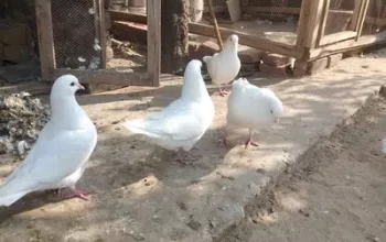 king pigeons for sale in Sialkot