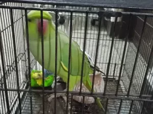 Taking Parrot for sale in Lahore