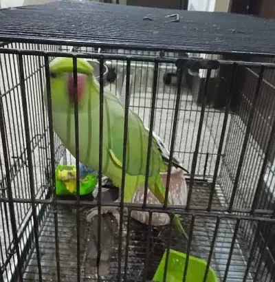 Taking Parrot for sale in Lahore