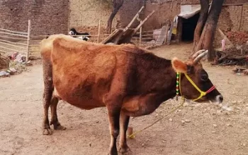 Jarsi cow for sale in Chakwal