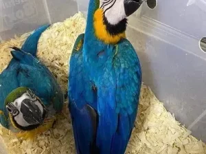 Maccaw parrots for sale in Sialkot