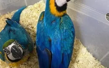 Maccaw parrots for sale in Sialkot