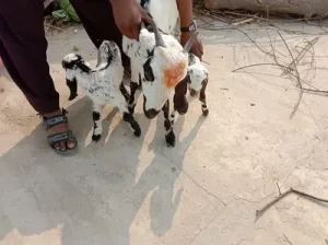 goat for sale in Sialkot