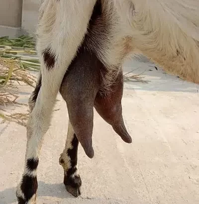 goat for sale in Sialkot