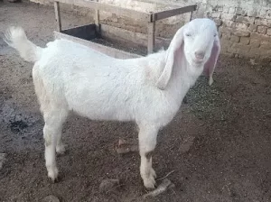 Rajan Pur Goat for sale in Chakwal