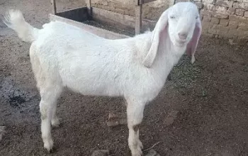 Rajan Pur Goat for sale in Chakwal