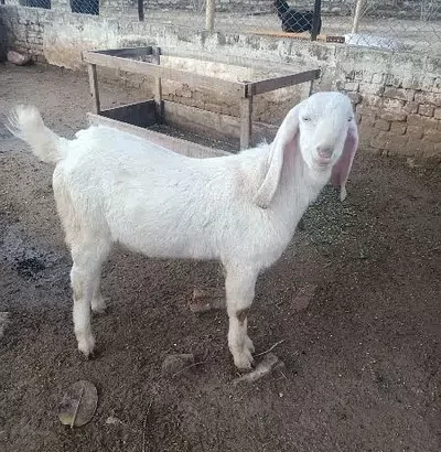 Rajan Pur Goat for sale in Chakwal