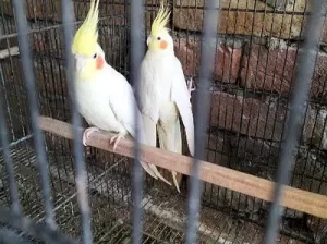 cocktail breeder pair for sale in Chakwal