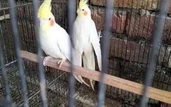 cocktail breeder pair for sale in Chakwal