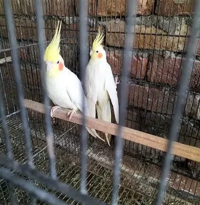 cocktail breeder pair for sale in Chakwal