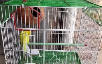 Australian Parrot for sale in Faisalabad