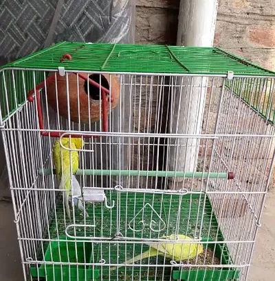 Australian Parrot for sale in Faisalabad