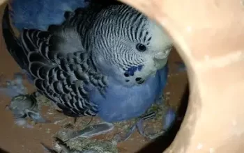 Australian parrot for sale in Sialkot