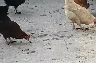 Egg laying Hen for sale in LAhore