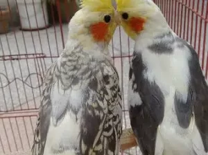 Cocktail Bird for sale in Sant Nagar, Lahore