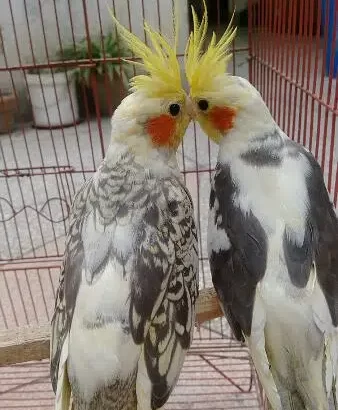 Cocktail Bird for sale in Sant Nagar, Lahore