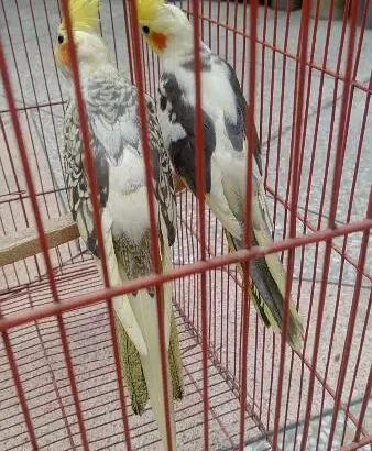 Cocktail Bird for sale in Sant Nagar, Lahore