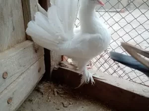 white Singapore cross male Pigeon sell in Gojra