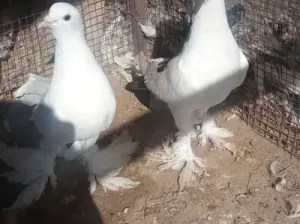 Pigeon for sale in Chakwal