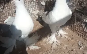 Pigeon for sale in Chakwal