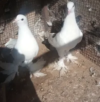 Pigeon for sale in Chakwal