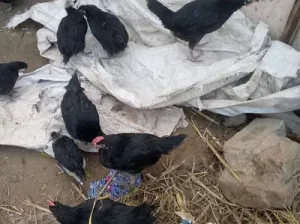 3 month Australorp chicks for sale in Narowal