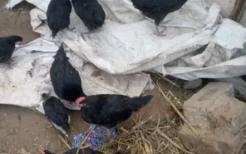 3 month Australorp chicks for sale in Narowal