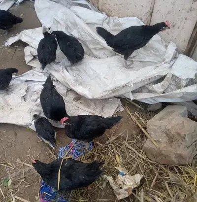 3 month Australorp chicks for sale in Narowal