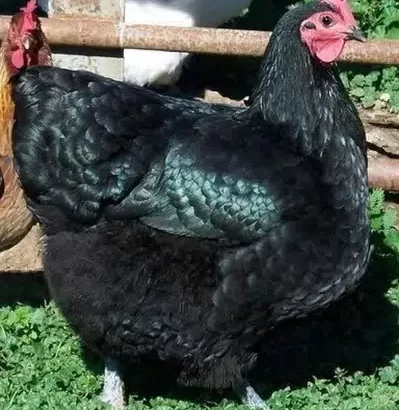 Australorp hen FOR SALE IN NAROWAL