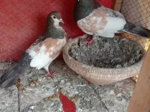 hambery khal pigeon for sale in Multan