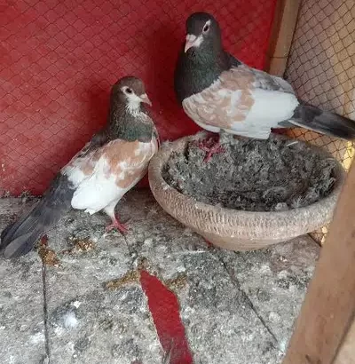 hambery khal pigeon for sale in Multan