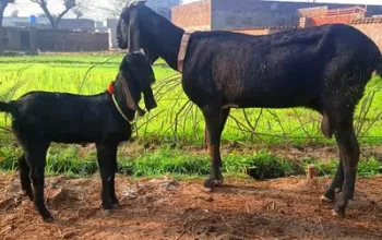 Black amratsari goat for sale in Narowal