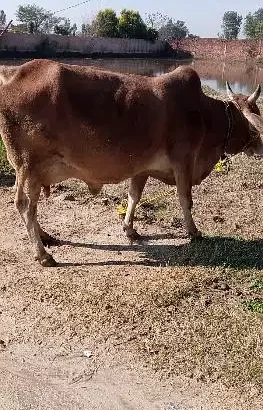 cow for sale in NArowal