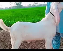 Desi bakra for sale in Gujranwala