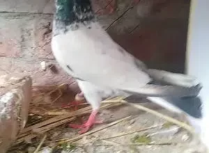 pigeon for sale in Gujranwala