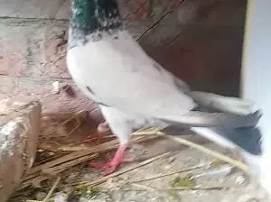 pigeon for sale in Gujranwala