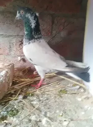 pigeon for sale in Gujranwala