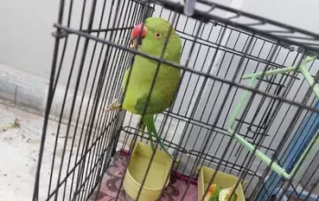 Ringneck parrot green sell in PWD Road, Islamabad