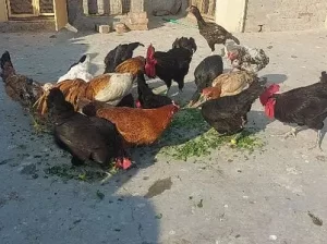 Austrolop & Golden Hens sell in Narowal