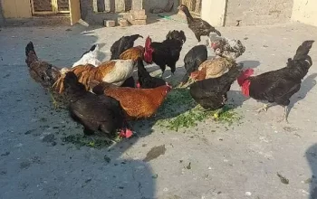 Austrolop & Golden Hens sell in Narowal