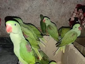 perrots for sale in Islamabad