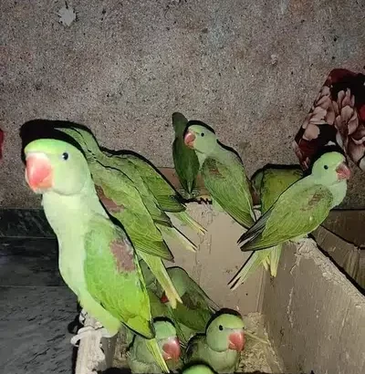 perrots for sale in Islamabad