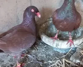 Pigeon for sale in Multan