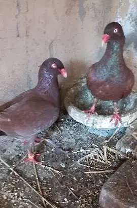 Pigeon for sale in Multan