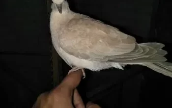 khumry Pigeon for sale in Gujranwala