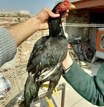 mushka aseel for sale in Multan