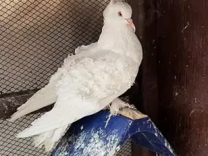 White Frill Back Pigeon for sell in Multan