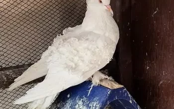 White Frill Back Pigeon for sell in Multan