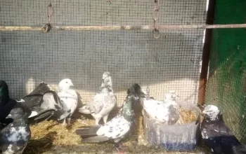 Pigeon Breader available in Gojra